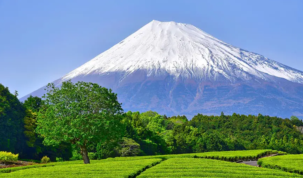 Organic Matcha – From Production Process to Selection Guide